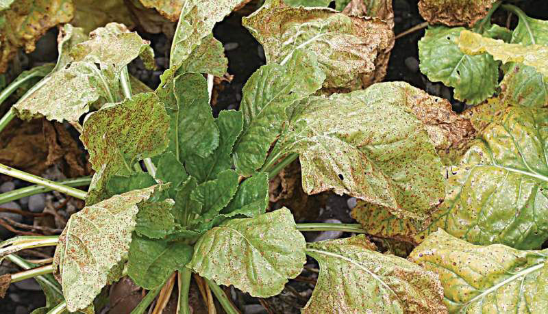 Rust is currently the most commonly seen fodder beet disease in New Zealand